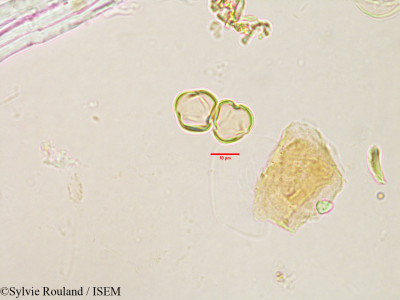 Sylvie.Rouland/Erythrospermum_polymorphum_3188/Erythrospermum_polymorphum_3188_0001(copy)_thumb.jpg