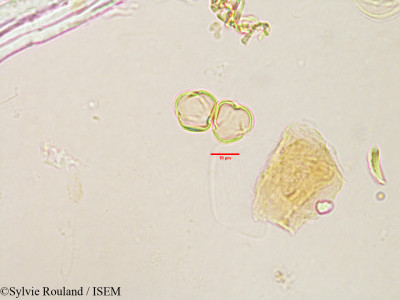 Erythrospermum polymorphum - lame n° 3188