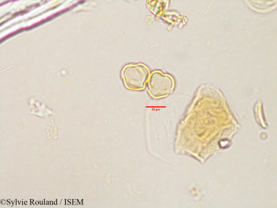 Erythrospermum polymorphum - lame n° 3188