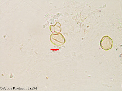Erythrospermum polymorphum - lame n° 3188