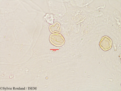 Erythrospermum polymorphum - lame n° 3188