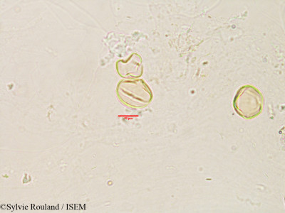Erythrospermum polymorphum - lame n° 3188