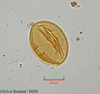 Sylvie.Rouland/Erythroxylum_emarginatum_21227/Erythroxylum_emarginatum_21227_0001(copy)_thumb.jpg