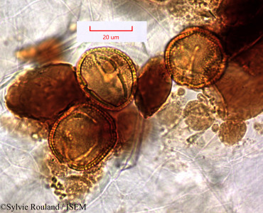 Sylvie.Rouland/Erythroxylum_nitidum_1511/Erythroxylum_nitidum_1511_0001(copy)_thumb.jpg