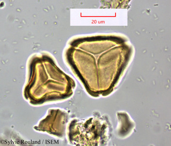 Eucalyptus ficifolia - lame n° 1673