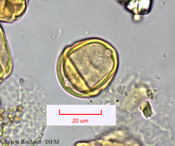 Eucalyptus ficifolia - lame n° 1673