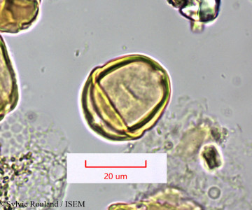 Eucalyptus ficifolia - lame n° 1673