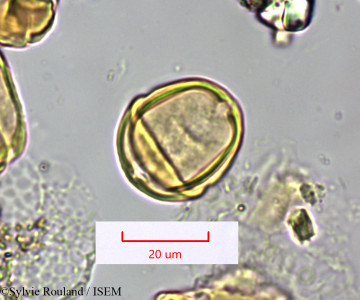 Eucalyptus ficifolia - lame n° 1673