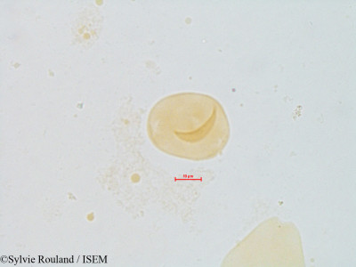 Eucalyptus flocktoniae - lame n° 4858