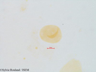 Eucalyptus flocktoniae - lame n° 4858