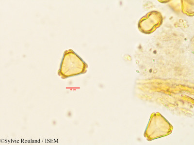 Eucalyptus gracilis - lame n° 1504