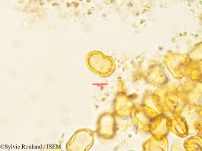 Eucalyptus gracilis - lame n° 1504