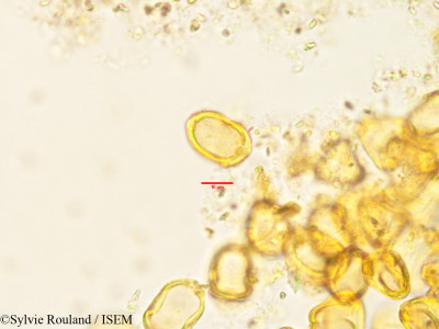 Eucalyptus gracilis - lame n° 1504