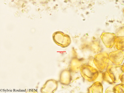 Eucalyptus gracilis - lame n° 1504