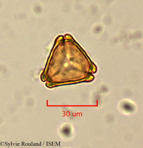 Eucalyptus gracilis - lame n° 1504