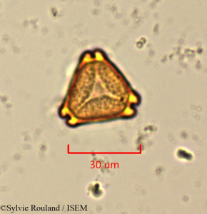 Eucalyptus gracilis - lame n° 1504