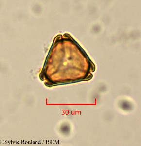 Eucalyptus gracilis - lame n° 1504