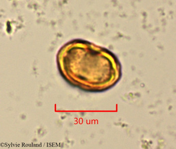 Eucalyptus gracilis - lame n° 1504