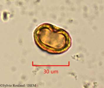 Eucalyptus gracilis - lame n° 1504