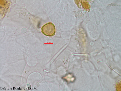 Eucalyptus populifolia - lame n° 1505