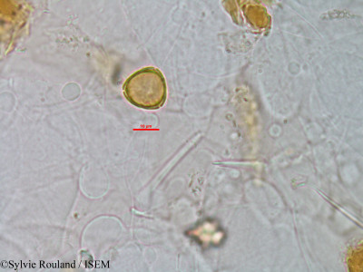 Eucalyptus populifolia - lame n° 1505