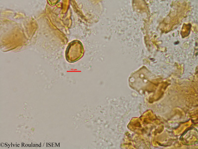Eucalyptus populifolia - lame n° 1505