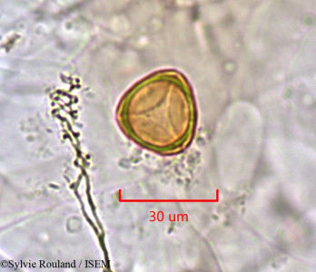 Eucalyptus populifolia - lame n° 1505