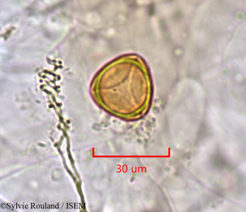Eucalyptus populifolia - lame n° 1505