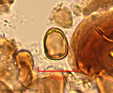Eucalyptus populifolia - lame n° 1505