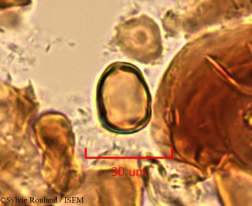 Eucalyptus populifolia - lame n° 1505