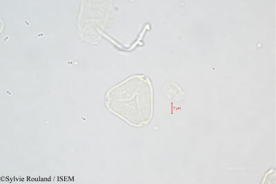 Eucalyptus robusta - lame n° 361