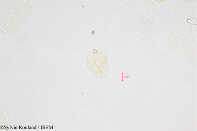 Eucalyptus robusta - lame n° 361