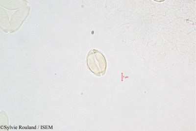 Eucalyptus robusta - lame n° 361