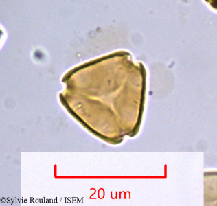 Eucalyptus robusta - lame n° 985