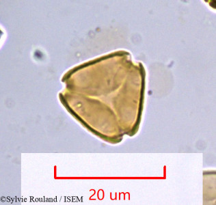 Eucalyptus robusta - lame n° 985
