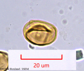 Eucalyptus robusta - lame n° 985