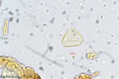 Sylvie.Rouland/Eugenia_aromatica_5671/Eugenia_aromatica_5671_0001(copy)_thumb.jpg