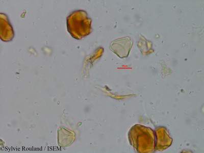 Sylvie.Rouland/Eugenia_cymosa_8953/Eugenia_cymosa_8953_0001(copy)_thumb.jpg