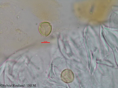Eugenia emirnensis - lame n° 3444