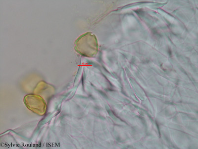Eugenia emirnensis - lame n° 3444