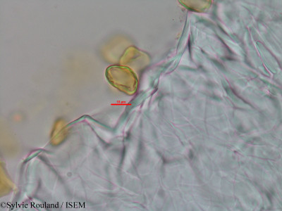 Eugenia emirnensis - lame n° 3444