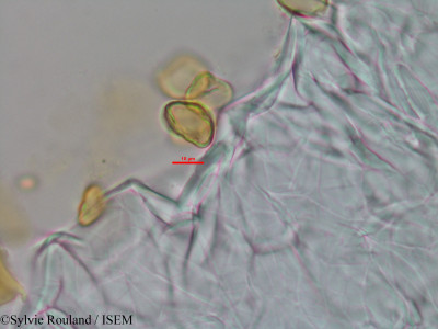 Eugenia emirnensis - lame n° 3444