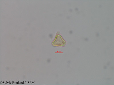 Eugenia emirnensis - lame n° 42073