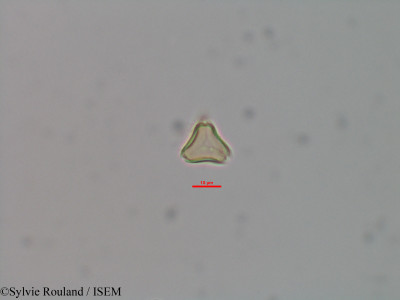 Eugenia emirnensis - lame n° 42073