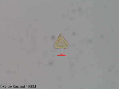 Eugenia emirnensis - lame n° 42073