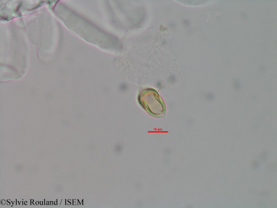 Eugenia emirnensis - lame n° 42073