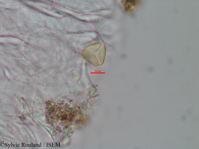 Sylvie.Rouland/Eugenia_micropoda_3445/Eugenia_micropoda_3445_0001(copy)_thumb.jpg