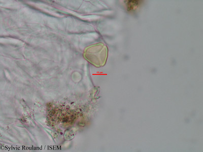 Eugenia micropoda - lame n° 3445