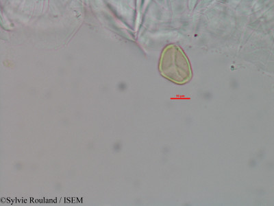 Eugenia micropoda - lame n° 3445