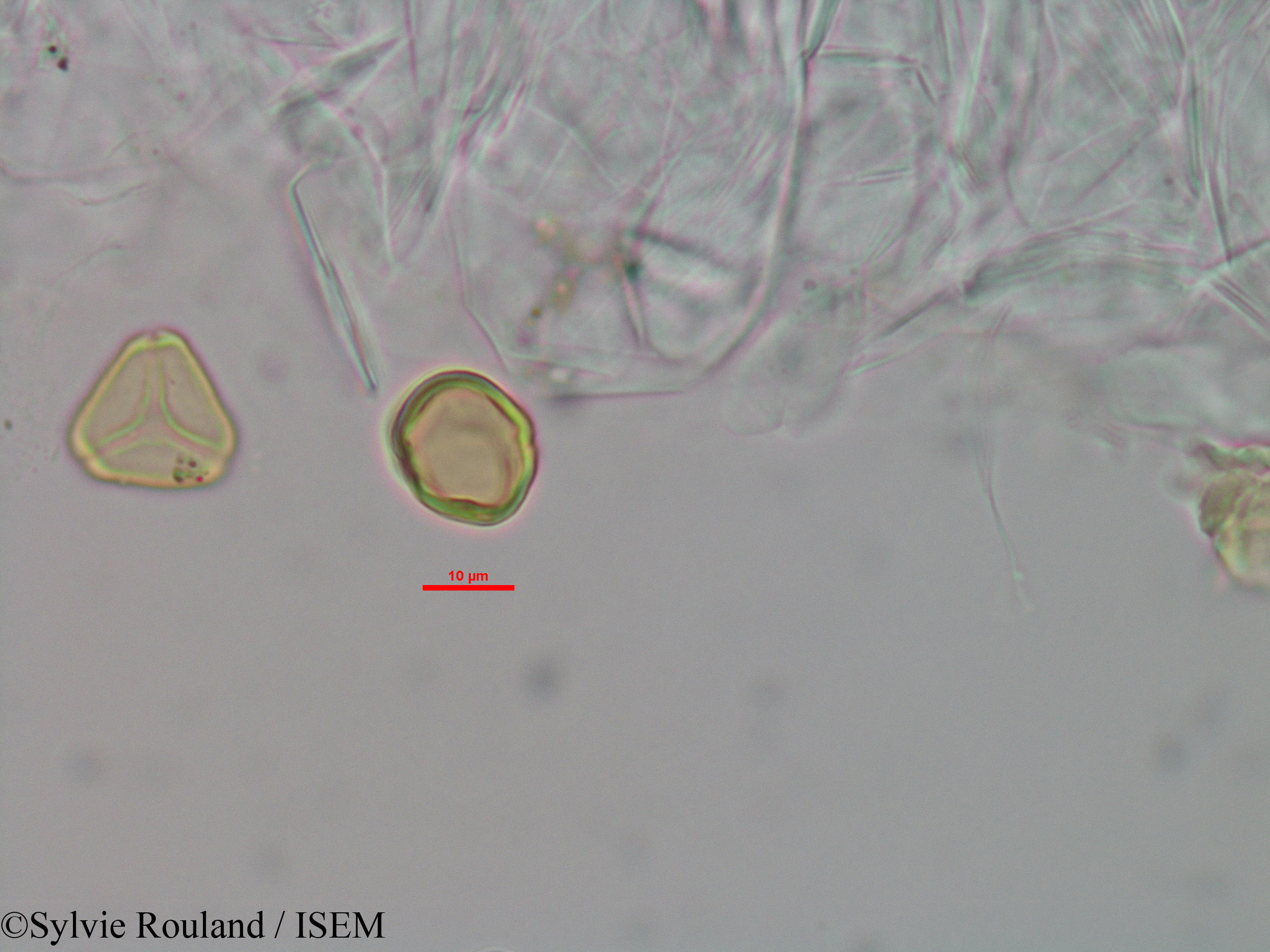 Sylvie.Rouland/Eugenia_micropoda_3445/Eugenia_micropoda_3445_0006(copy).jpg